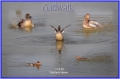 gadwall, gadwalls ducks,-2